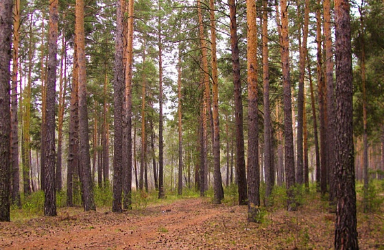 как снять дом около Академгородка в Благовещенке